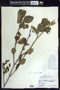 Alnus viridis subsp. crispa image