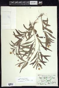 Lysimachia lanceolata image