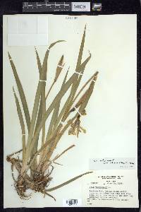 Iris virginica image