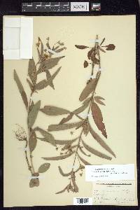 Lysimachia lanceolata image