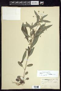 Lysimachia lanceolata image