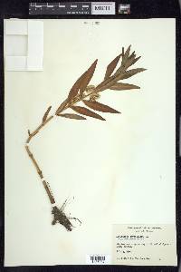 Lysimachia thyrsiflora image