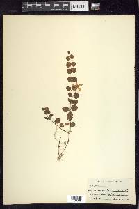 Lysimachia nummularia image