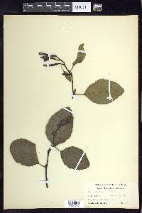 Alnus rubra image