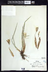 Iris chrysophylla image