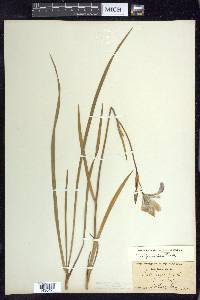 Iris prismatica image