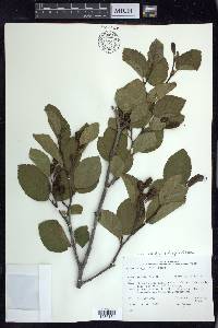 Alnus viridis image