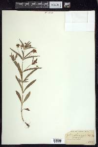 Lysimachia lanceolata image