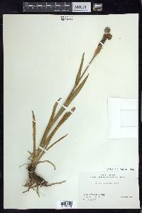 Iris setosa image