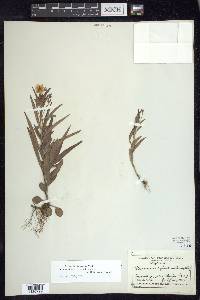 Lysimachia lanceolata image