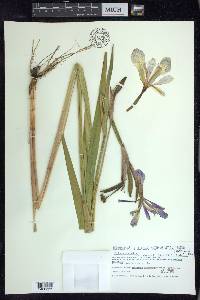 Iris virginica image