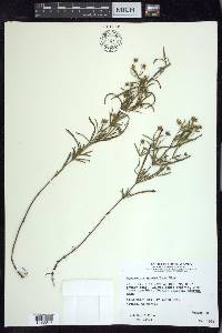 Lysimachia quadriflora image