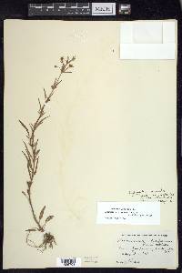 Lysimachia lanceolata image