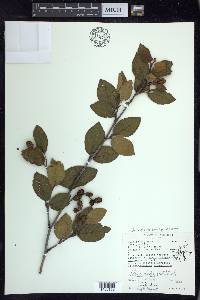 Alnus viridis subsp. crispa image