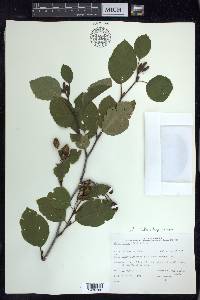 Alnus viridis image