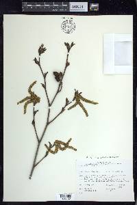 Alnus viridis image
