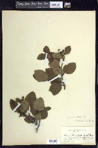 Alnus viridis subsp. crispa image