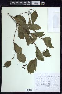 Alnus viridis image