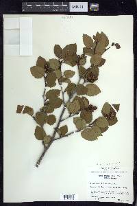 Alnus viridis image