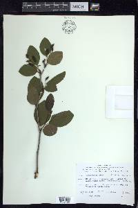 Alnus viridis image