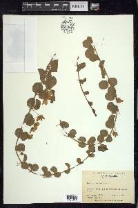 Lysimachia nummularia image