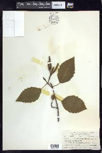 Alnus rubra image