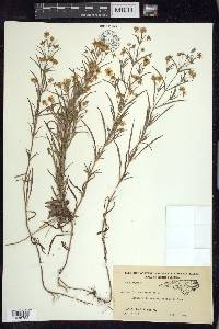 Lysimachia lanceolata image