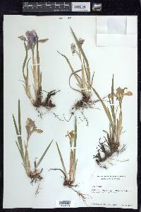 Iris verna image