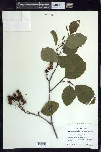 Alnus viridis image