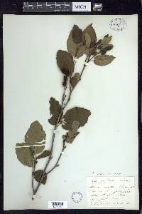 Alnus viridis image