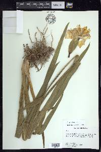 Iris pseudacorus image