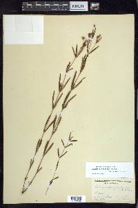 Lysimachia quadriflora image