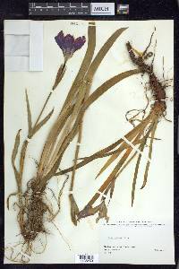 Iris setosa image