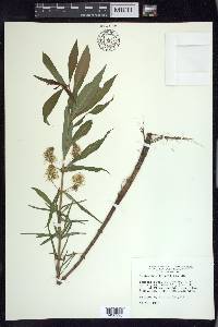 Lysimachia thyrsiflora image