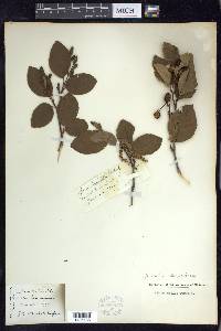 Alnus viridis image