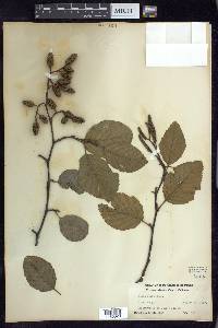 Alnus rubra image