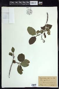 Alnus rhombifolia image