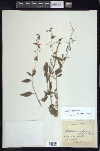 Lysimachia radicans image