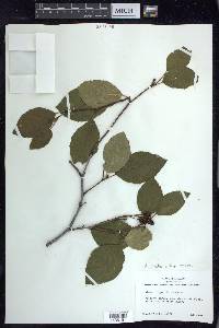 Alnus viridis image