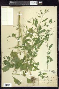 Chenopodium berlandieri var. boscianum image