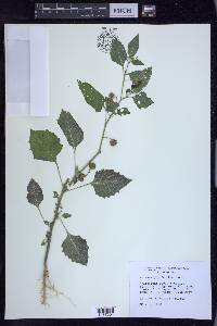 Solanum ptychanthum image