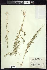 Chenopodium berlandieri image