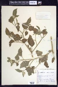 Solanum ptychanthum image