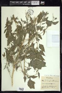 Chenopodium berlandieri var. boscianum image