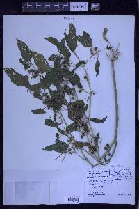 Solanum ptychanthum image