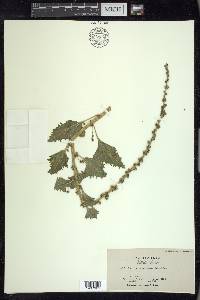 Chenopodium californicum image