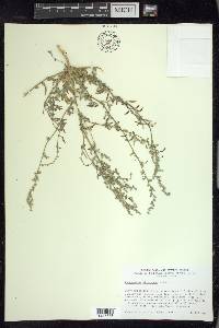 Chenopodium atrovirens image