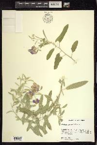 Solanum elaeagnifolium image