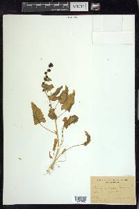 Blitum capitatum image