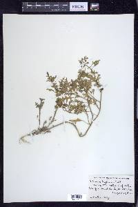 Solanum triflorum image